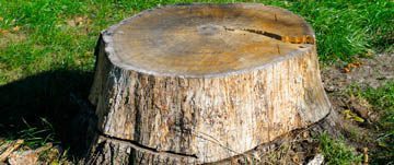 cincinnati-stump-removal