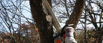 cincinnati-tree-trimming