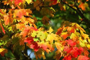 tree images maple tree