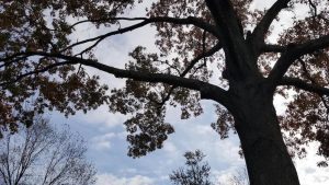 tree elevation