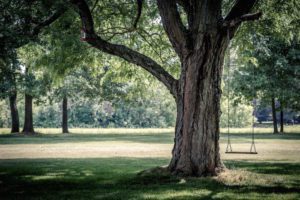An old tree with a swing